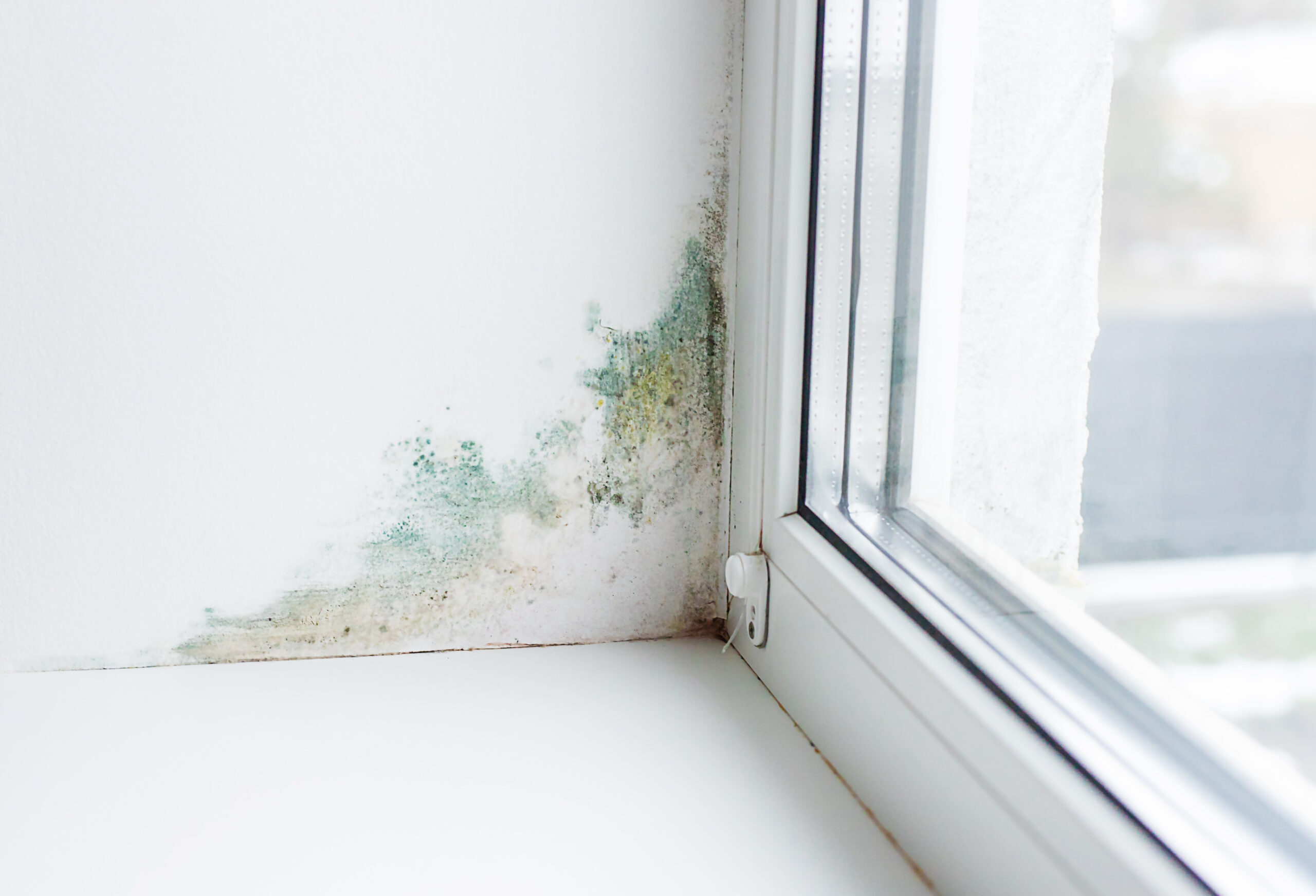Condensación en marco de ventana con moho — diagnóstico pericial en vivienda